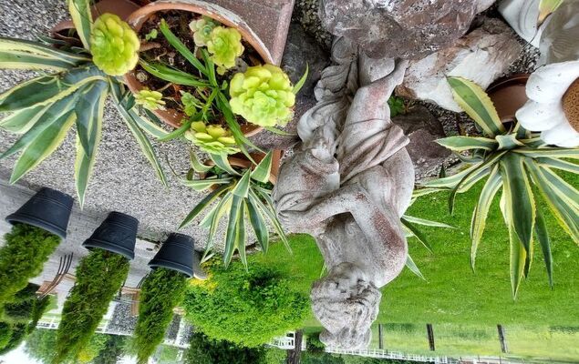 Löwenzahn - Photo 18