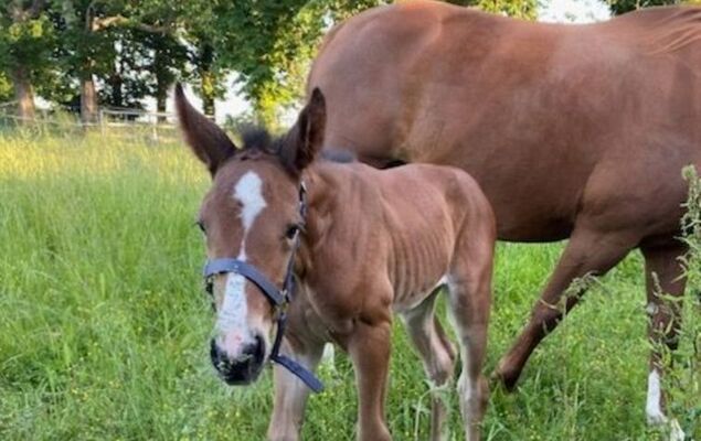 Le Jardin de Timothee - Photo 32